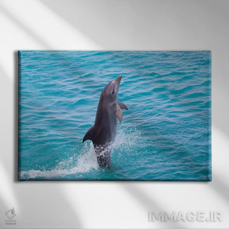 تابلو Bahamas,نمای نیمرخ نزدیک دلفین پوزهبطری آتلانتیک (تورسیوپس ترانکاتوس)، باهاما اثر دیوید فلیتهام - نمای روبهرو روی دیوار