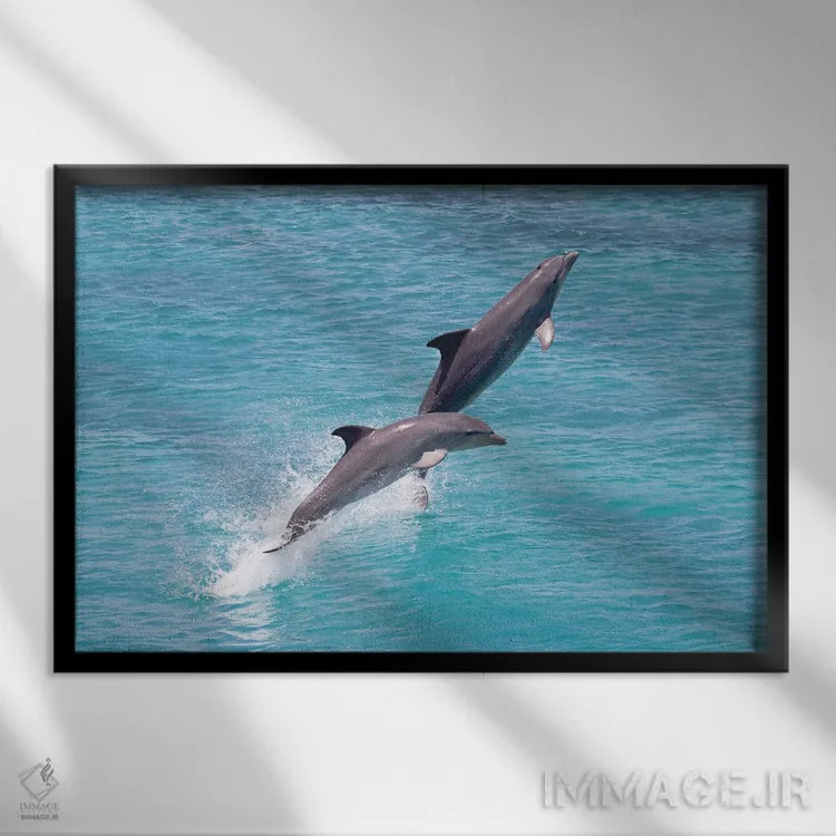 تابلو Roatan, Honduras,دلفین پوزهبطری آتلانتیک (تورسیوپس ترانکاتوس) در حال شنا، رواتان، هندوراس اثر دیوید فلیتهام - نمای قابدار مشکی