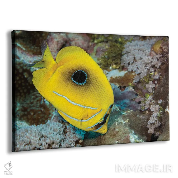 تابلو Yap, Micronesia,گله ماهی بز زردباله (مولویدیشتیس وانیکولنسیس)، یاپ، میکرونزی اثر دیوید فلیتهام - نمای پرسپکتیو محصول