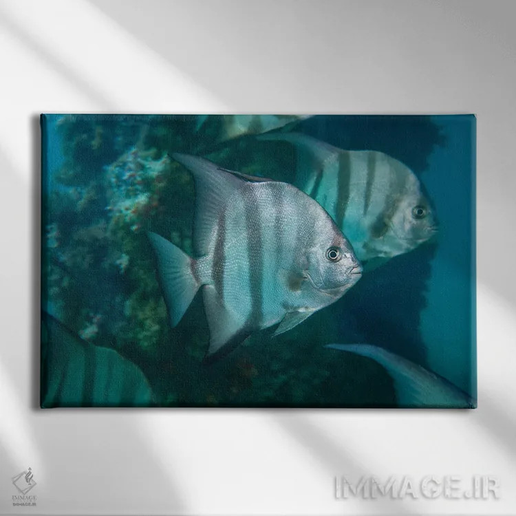 تابلو Caribbean Reef,ماهی طوطی ملکه ماده (اسکاروس وتولا)، صخره مرجانی کارائیب اثر دیوید فلیتهام - نمای روبهرو روی دیوار