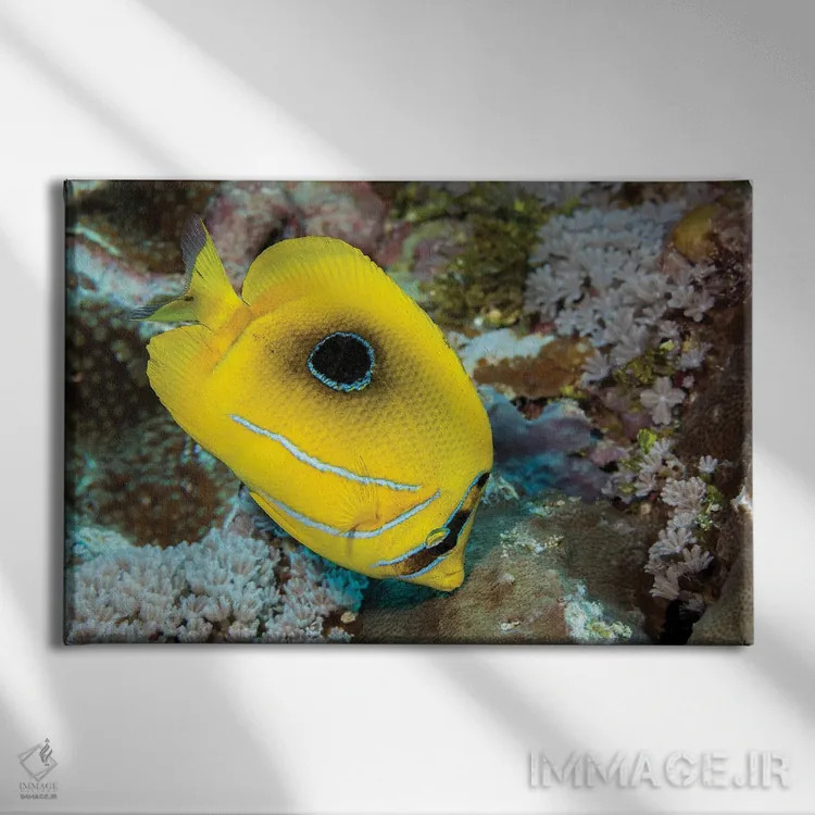 تابلو Yap, Micronesia,گله ماهی بز زردباله (مولویدیشتیس وانیکولنسیس)، یاپ، میکرونزی اثر دیوید فلیتهام - نمای روبهرو روی دیوار