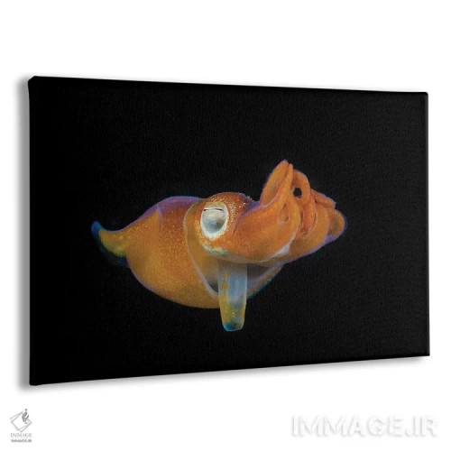 تابلو Bahamas,ماهی طوطی ملکه (اسکاروس وتولا) در مرحله نهایی، باهاما اثر دیوید فلیتهام - نمای پرسپکتیو محصول