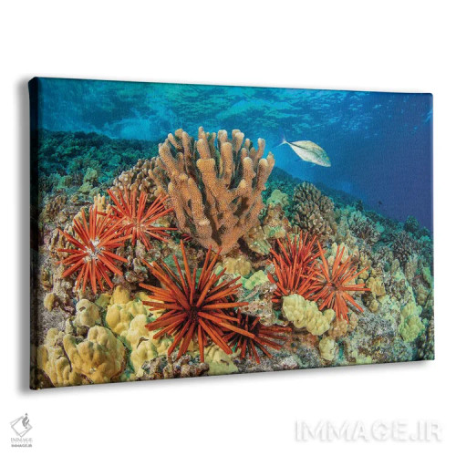 تابلو Bahamas,جفت ماهی پروانهای نواری (کاتودون استریاتوس)، باهاما اثر دیوید فلیتهام - نمای پرسپکتیو محصول