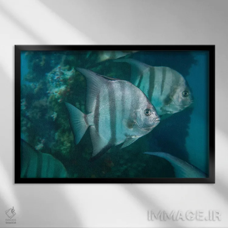 تابلو Caribbean Reef,ماهی طوطی ملکه ماده (اسکاروس وتولا)، صخره مرجانی کارائیب اثر دیوید فلیتهام - نمای قابدار مشکی