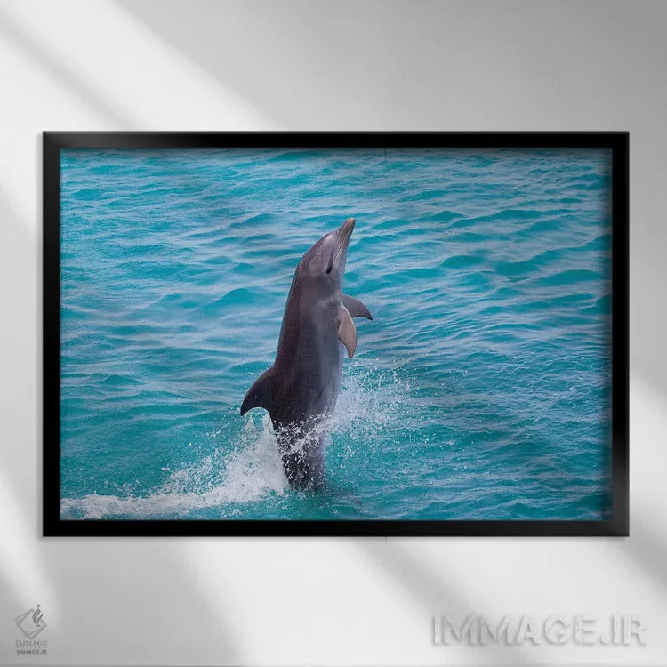 تابلو Bahamas,نمای نیمرخ نزدیک دلفین پوزهبطری آتلانتیک (تورسیوپس ترانکاتوس)، باهاما اثر دیوید فلیتهام - نمای قابدار مشکی