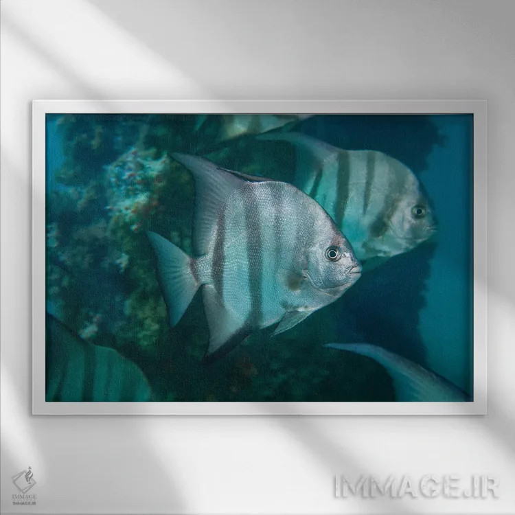 تابلو Caribbean Reef,ماهی طوطی ملکه ماده (اسکاروس وتولا)، صخره مرجانی کارائیب اثر دیوید فلیتهام - نمای قابدار سفید