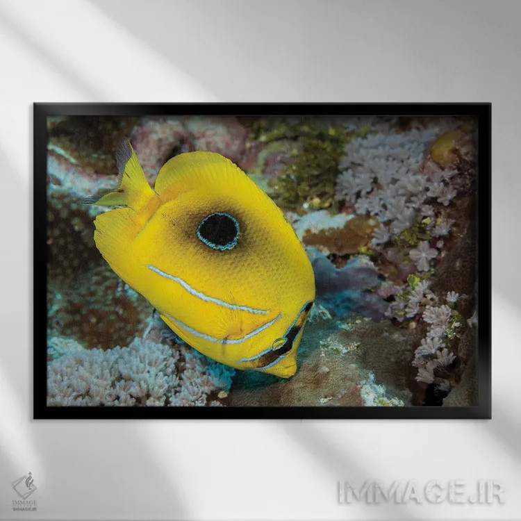 تابلو Yap, Micronesia,گله ماهی بز زردباله (مولویدیشتیس وانیکولنسیس)، یاپ، میکرونزی اثر دیوید فلیتهام - نمای قابدار مشکی