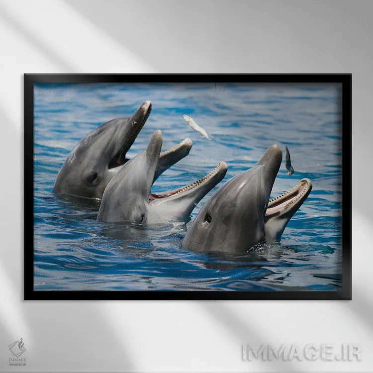 تابلو Roatan, Honduras,بچه دلفین پوزهبطری آتلانتیک (تورسیوپس ترانکاتوس)، رواتان، هندوراس اثر دیوید فلیتهام - نمای قابدار مشکی