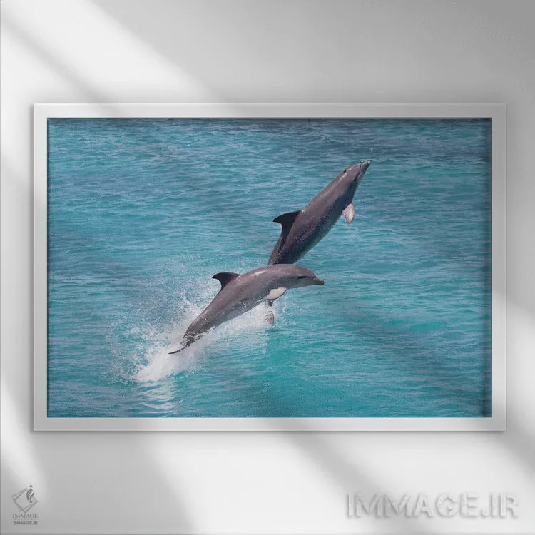 تابلو Roatan, Honduras,دلفین پوزهبطری آتلانتیک (تورسیوپس ترانکاتوس) در حال شنا، رواتان، هندوراس اثر دیوید فلیتهام - نمای قابدار سفید