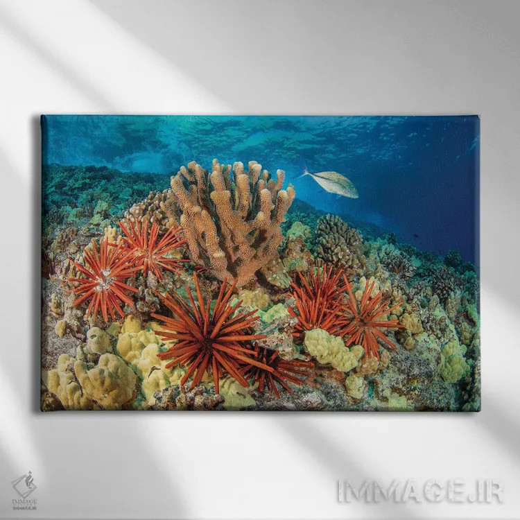 تابلو Bahamas,جفت ماهی پروانهای نواری (کاتودون استریاتوس)، باهاما اثر دیوید فلیتهام - نمای روبهرو روی دیوار