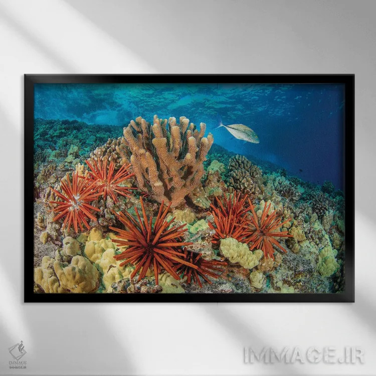 تابلو Bahamas,جفت ماهی پروانهای نواری (کاتودون استریاتوس)، باهاما اثر دیوید فلیتهام - نمای قابدار مشکی