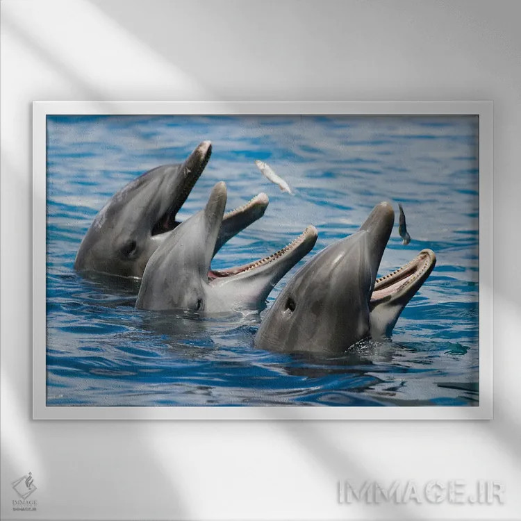 تابلو Roatan, Honduras,بچه دلفین پوزهبطری آتلانتیک (تورسیوپس ترانکاتوس)، رواتان، هندوراس اثر دیوید فلیتهام - نمای قابدار سفید