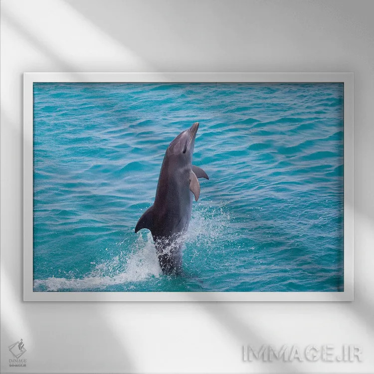 تابلو Bahamas,نمای نیمرخ نزدیک دلفین پوزهبطری آتلانتیک (تورسیوپس ترانکاتوس)، باهاما اثر دیوید فلیتهام - نمای قابدار سفید