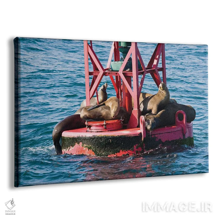 تابلو Curacao,ماهی دوشیزه خاکستری (استگستس آدوستوس)، کوراسائو اثر دیوید فلیتهام - نمای پرسپکتیو محصول