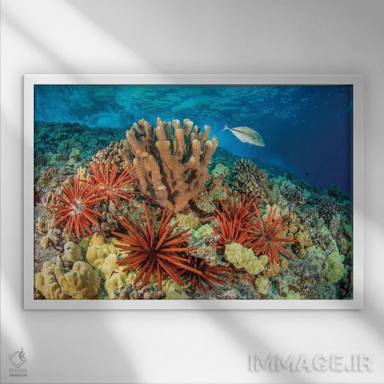 تابلو Bahamas,جفت ماهی پروانهای نواری (کاتودون استریاتوس)، باهاما اثر دیوید فلیتهام - نمای قابدار سفید