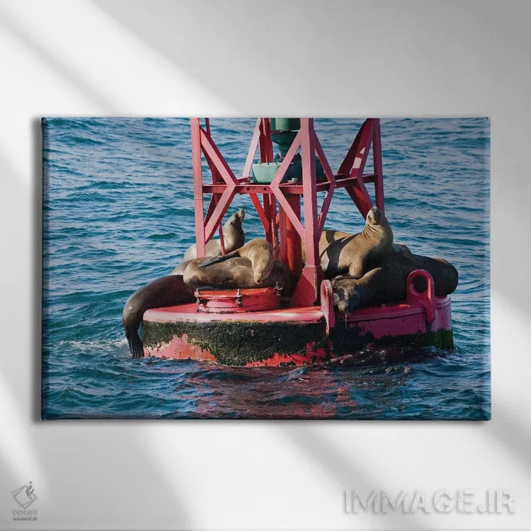 تابلو Curacao,ماهی دوشیزه خاکستری (استگستس آدوستوس)، کوراسائو اثر دیوید فلیتهام - نمای روبهرو روی دیوار