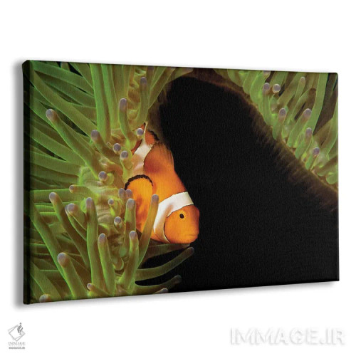 تابلو Bahamas,سرجوخه ماژور (ابودفدف ساکساتیلیس) مراقب تخمها، باهاما اثر دیوید فلیتهام - نمای پرسپکتیو محصول