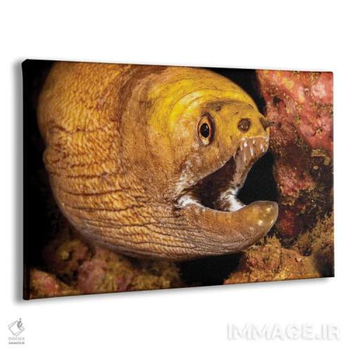 تابلو Bahamas,گوبی نئونی (الاکاتینوس اوشنوپس) روی مرجان مغزی، باهاما اثر دیوید فلیتهام - نمای پرسپکتیو محصول