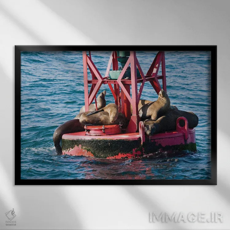 تابلو Curacao,ماهی دوشیزه خاکستری (استگستس آدوستوس)، کوراسائو اثر دیوید فلیتهام - نمای قابدار مشکی