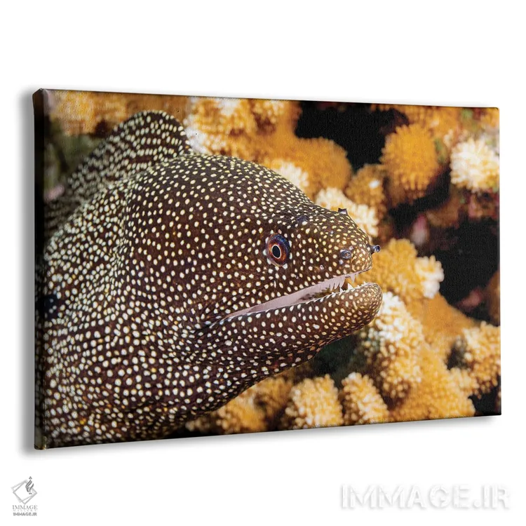 تابلو Belize,ماهی فرنچ گرونت (هیمولون فلاولینئاتوم) نزدیک مرجان، بلیز اثر دیوید فلیتهام - نمای پرسپکتیو محصول