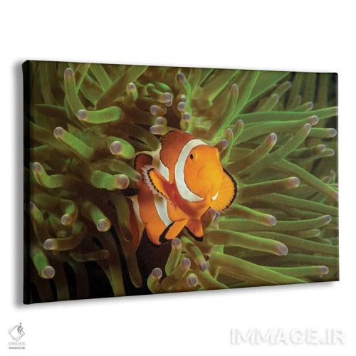 تابلو Roatan, Honduras,ماهی فرشتهای فرانسوی جوان (پوماکانتوس پـارو) نزدیک اسفنج، رواتان، هندوراس اثر دیوید فلیتهام - نمای پرسپکتیو محصول