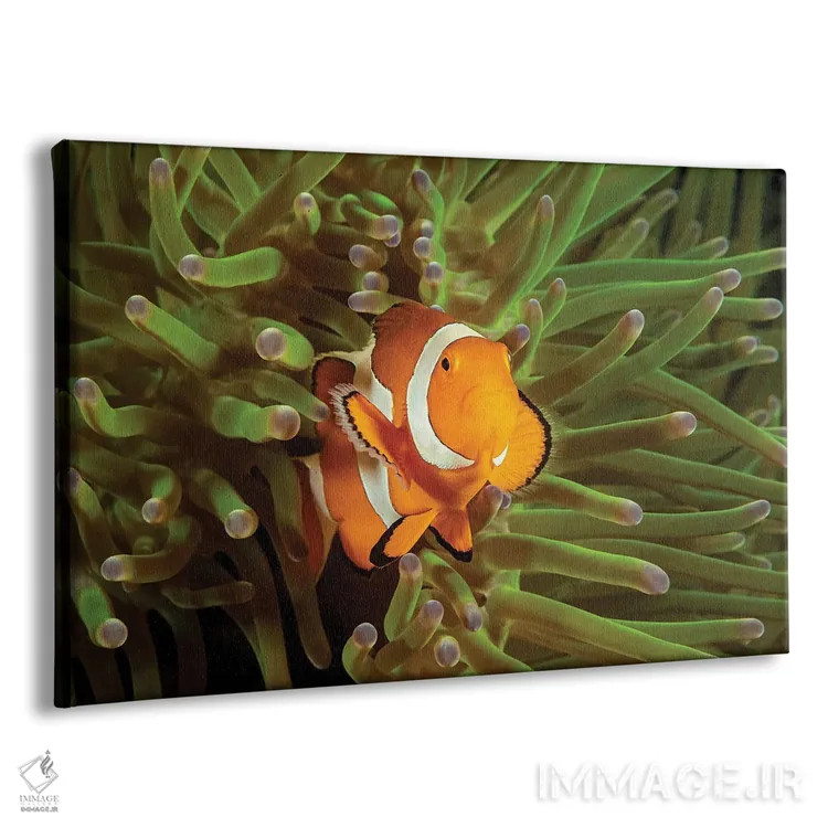 تابلو Roatan, Honduras,ماهی فرشتهای فرانسوی جوان (پوماکانتوس پـارو) نزدیک اسفنج، رواتان، هندوراس اثر دیوید فلیتهام - نمای پرسپکتیو محصول