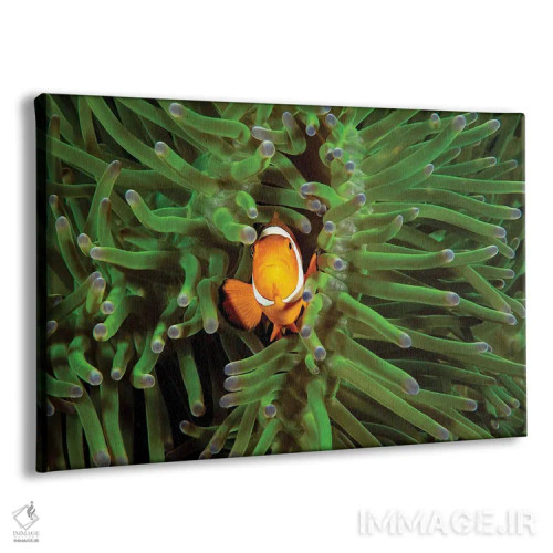 تابلو Bahamas,تانگ آبی جوان (آکانتوروس کورولیوس) روی صخره، باهاما اثر دیوید فلیتهام - نمای پرسپکتیو محصول