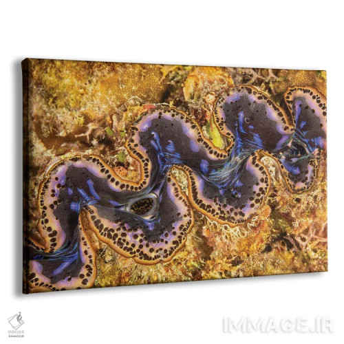 تابلو Belize,جفت ماهی فرشتهای خاکستری (پوماکانتوس آرکواتوس)، بلیز اثر دیوید فلیتهام - نمای پرسپکتیو محصول