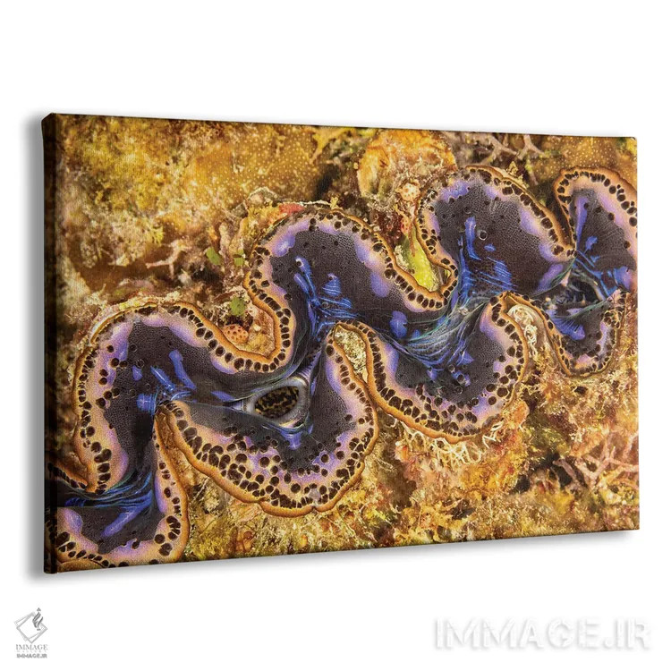 تابلو Belize,جفت ماهی فرشتهای خاکستری (پوماکانتوس آرکواتوس)، بلیز اثر دیوید فلیتهام - نمای پرسپکتیو محصول