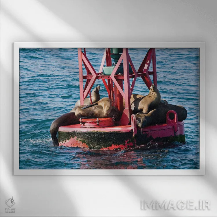 تابلو Curacao,ماهی دوشیزه خاکستری (استگستس آدوستوس)، کوراسائو اثر دیوید فلیتهام - نمای قابدار سفید