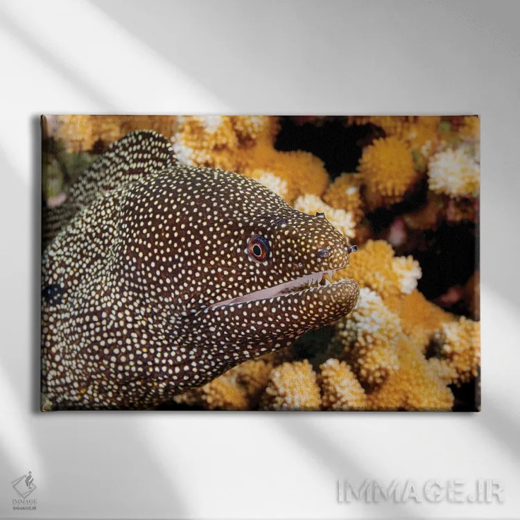 تابلو Belize,ماهی فرنچ گرونت (هیمولون فلاولینئاتوم) نزدیک مرجان، بلیز اثر دیوید فلیتهام - نمای روبهرو روی دیوار