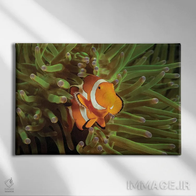 تابلو Roatan, Honduras,ماهی فرشتهای فرانسوی جوان (پوماکانتوس پـارو) نزدیک اسفنج، رواتان، هندوراس اثر دیوید فلیتهام - نمای روبهرو روی دیوار