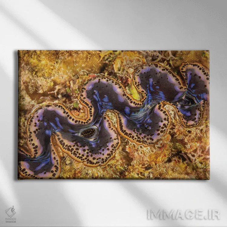 تابلو Belize,جفت ماهی فرشتهای خاکستری (پوماکانتوس آرکواتوس)، بلیز اثر دیوید فلیتهام - نمای روبهرو روی دیوار