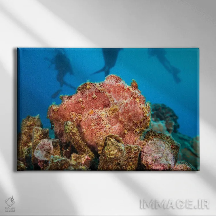 تابلو Curacao,ماهی ملفیلک خالدار (آلوترس اسکریپتوس)، کوراسائو اثر دیوید فلیتهام - نمای روبهرو روی دیوار