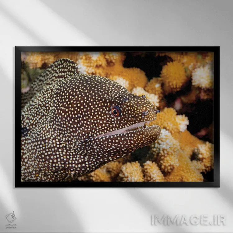 تابلو Belize,ماهی فرنچ گرونت (هیمولون فلاولینئاتوم) نزدیک مرجان، بلیز اثر دیوید فلیتهام - نمای قابدار مشکی