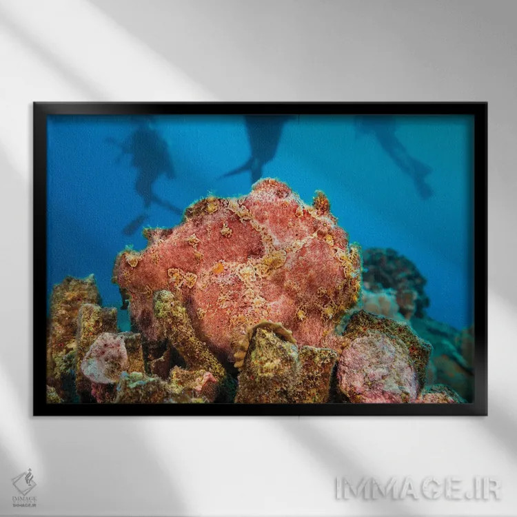 تابلو Curacao,ماهی ملفیلک خالدار (آلوترس اسکریپتوس)، کوراسائو اثر دیوید فلیتهام - نمای قابدار مشکی