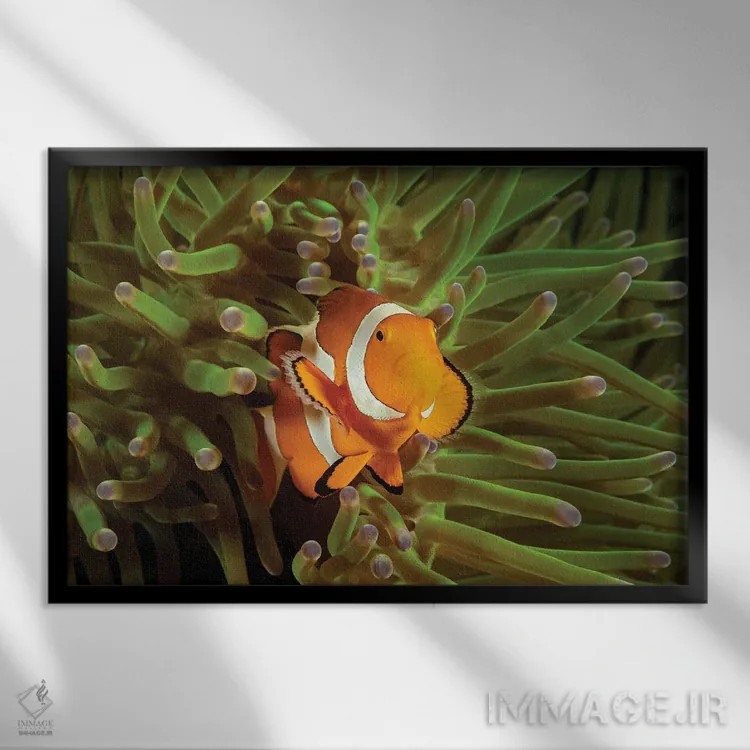 تابلو Roatan, Honduras,ماهی فرشتهای فرانسوی جوان (پوماکانتوس پـارو) نزدیک اسفنج، رواتان، هندوراس اثر دیوید فلیتهام - نمای قابدار مشکی