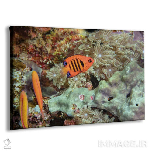 تابلو Hawaii,ماهی فرشتهای شعلهای (سنتروپیگه لوریکولا)، هاوایی اثر دیوید فلیتهام - نمای پرسپکتیو محصول