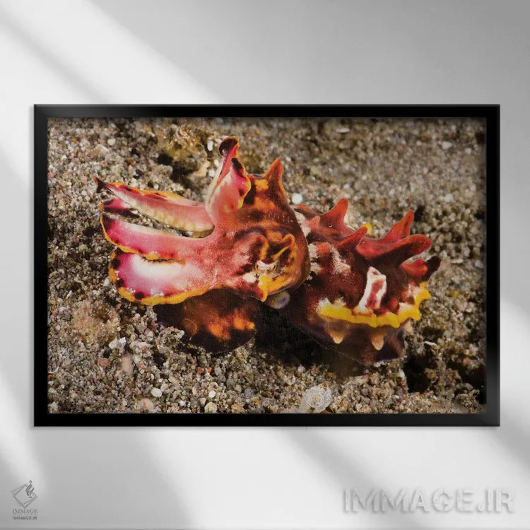 تابلو Komodo, Indonesia,ماهی مرکب پرزرقوبرق (متاسپیا پفری) روی شن، کومودو، اندونزی اثر دیوید فلیتهام - نمای قابدار مشکی