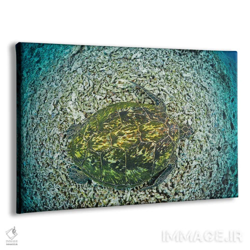 تابلو resting on reef, Maui, Hawaii,لاکپشت سبز دریایی (خلونیا میداس) در حال استراحت روی صخره، مائویی، هاوایی اثر دیوید فلیتهام - نمای پرسپکتیو محصول