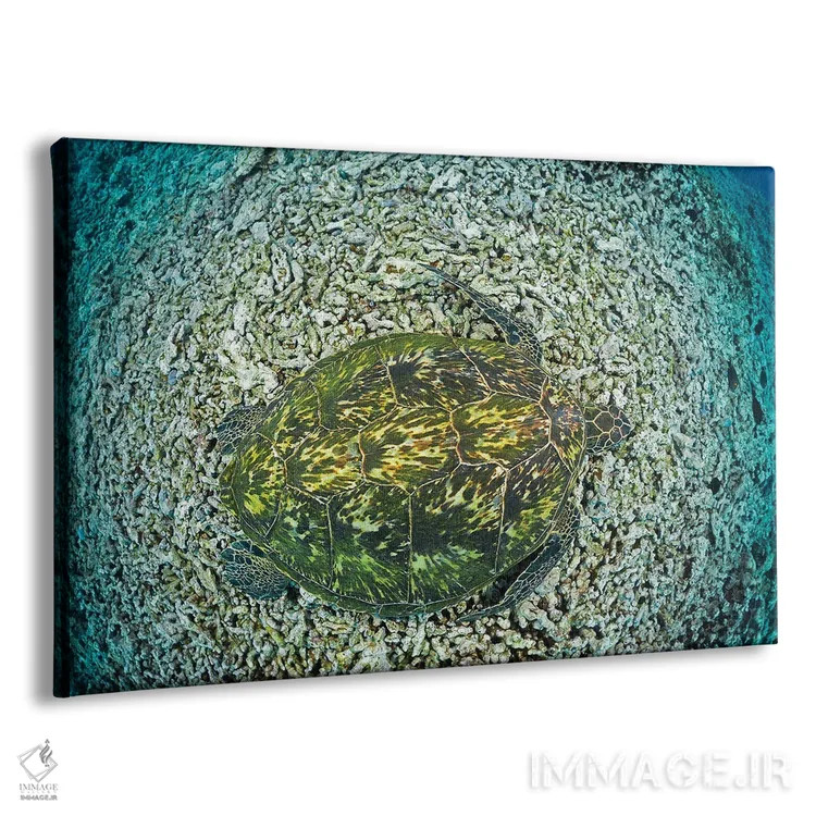 تابلو resting on reef, Maui, Hawaii,لاکپشت سبز دریایی (خلونیا میداس) در حال استراحت روی صخره، مائویی، هاوایی اثر دیوید فلیتهام - نمای پرسپکتیو محصول