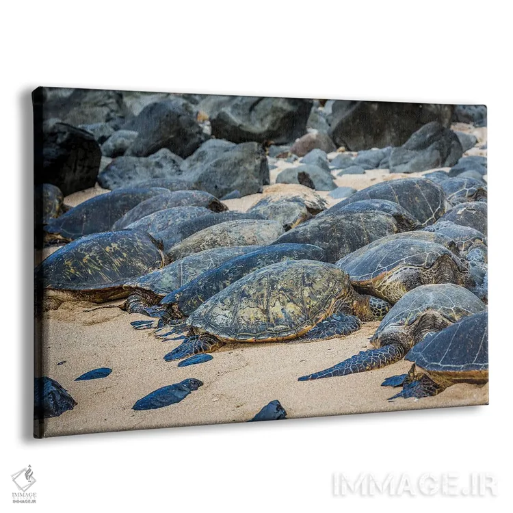 تابلو close-up, Maui, Hawaii,نمای نزدیک لاکپشت سبز دریایی (خلونیا میداس)، مائویی، هاوایی اثر دیوید فلیتهام - نمای پرسپکتیو محصول