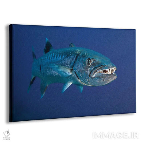 تابلو Red Sea,ماهی بنرفیش بالهدراز (هنیوکوس آکومیناتوس)، دریای سرخ اثر دیوید فلیتهام - نمای پرسپکتیو محصول