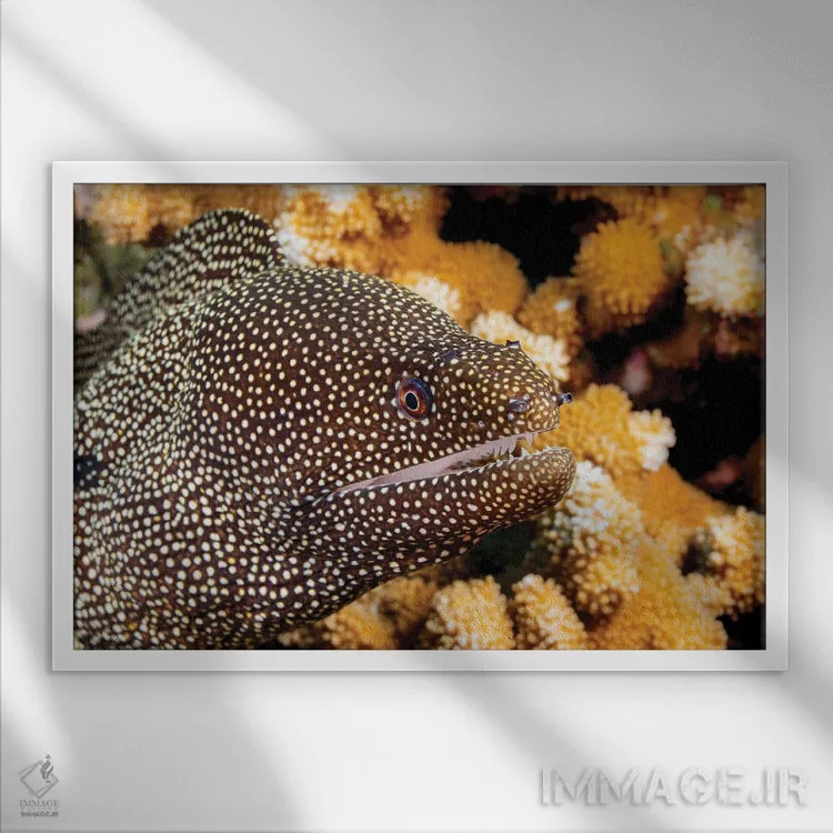 تابلو Belize,ماهی فرنچ گرونت (هیمولون فلاولینئاتوم) نزدیک مرجان، بلیز اثر دیوید فلیتهام - نمای قابدار سفید