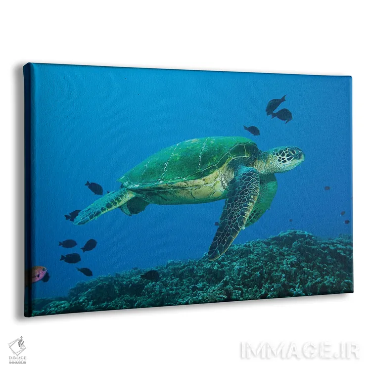 تابلو Maui, Hawaii,لاکپشت سبز دریایی (خلونیا میداس)، مائویی، هاوایی اثر دیوید فلیتهام - نمای پرسپکتیو محصول