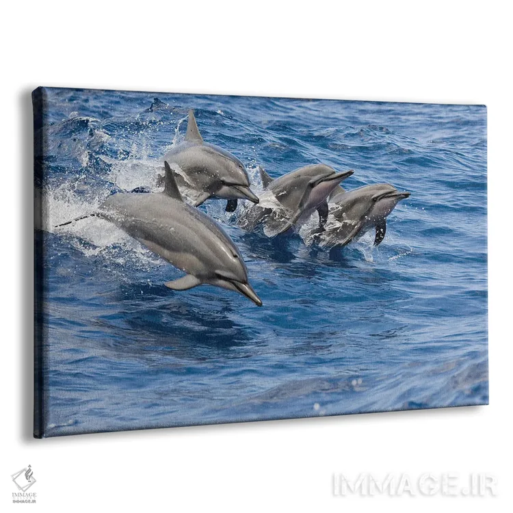 تابلو Hawaii,دلفینهای چرخان (استنلا لانگیروستریس) در حال جهش، هاوایی اثر دیوید فلیتهام - نمای پرسپکتیو محصول