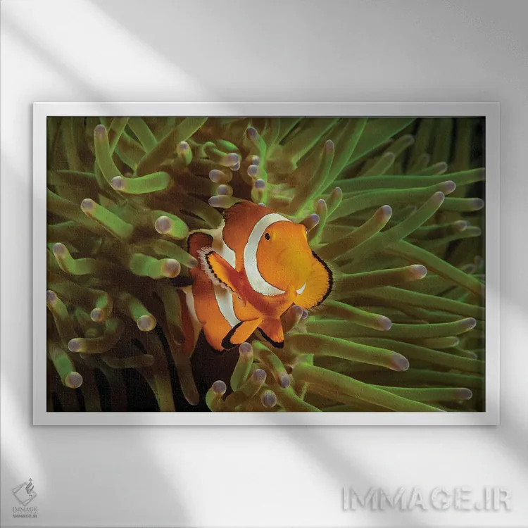 تابلو Roatan, Honduras,ماهی فرشتهای فرانسوی جوان (پوماکانتوس پـارو) نزدیک اسفنج، رواتان، هندوراس اثر دیوید فلیتهام - نمای قابدار سفید