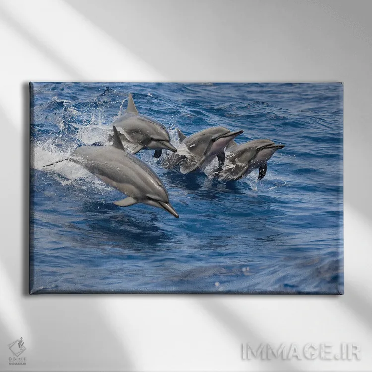 تابلو Hawaii,دلفینهای چرخان (استنلا لانگیروستریس) در حال جهش، هاوایی اثر دیوید فلیتهام - نمای روبهرو روی دیوار