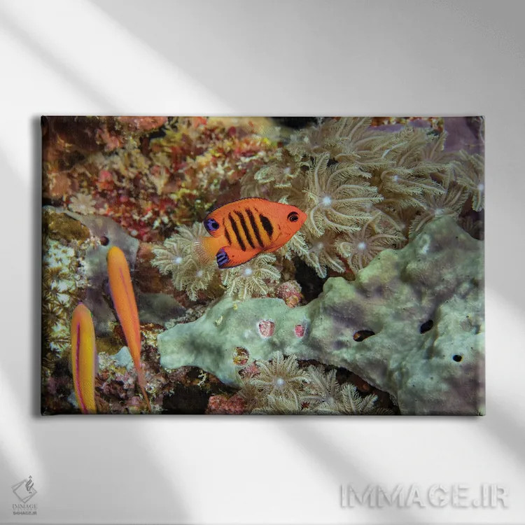 تابلو Hawaii,ماهی فرشتهای شعلهای (سنتروپیگه لوریکولا)، هاوایی اثر دیوید فلیتهام - نمای روبهرو روی دیوار