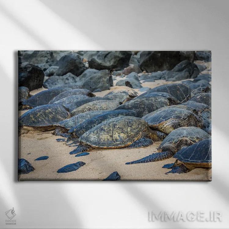 تابلو close-up, Maui, Hawaii,نمای نزدیک لاکپشت سبز دریایی (خلونیا میداس)، مائویی، هاوایی اثر دیوید فلیتهام - نمای روبهرو روی دیوار